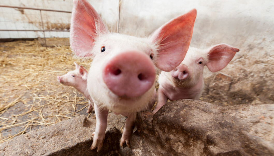 Fat and cholesterol can change our behaviour -- possibly to the better, reveals a Danish study. However, it's still uncertain exactly how much fat is optimal for people. (Photo: <a href=” http://www.shutterstock.com/da/pic-134362790/stock-photo-young-pigs-on-the-farm.html?src=6fPnvngmHAOYSHOK6R8-vQ-1-2” target=”_blank”>Shutterstock</a>) Fat and cholesterol can change our behaviour -- possibly to the better, reveals a Danish study. However, it's still uncertain exactly how much fat is optimal for people. (Photo: <a href=” http://www.shutterstock.com/da/pic-134362790/stock-photo-young-pigs-on-the-farm.html?src=6fPnvngmHAOYSHOK6R8-vQ-1-2” target=”_blank”>Shutterstock</a>)