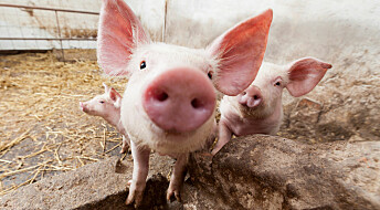 Fat makes pigs more social and less aggressive