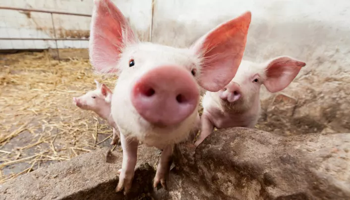 Fat makes pigs more social and less aggressive