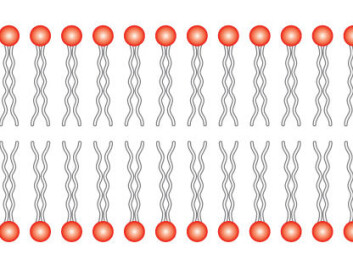 Cross section of a cell membrane. The cell membrane consists of a lipid bilayer; a double layer of lipids with their tails turned towards one another. The lipids differ and some belong to the inside of the cell, while others belong to the outside. Small proteins called flippases move the lipids from one side of the cell membrane to the other. (Illustration: Wikimedia Commons) Cross section of a cell membrane. The cell membrane consists of a lipid bilayer; a double layer of lipids with their tails turned towards one another. The lipids differ and some belong to the inside of the cell, while others belong to the outside. Small proteins called flippases move the lipids from one side of the cell membrane to the other. (Illustration: Wikimedia Commons)