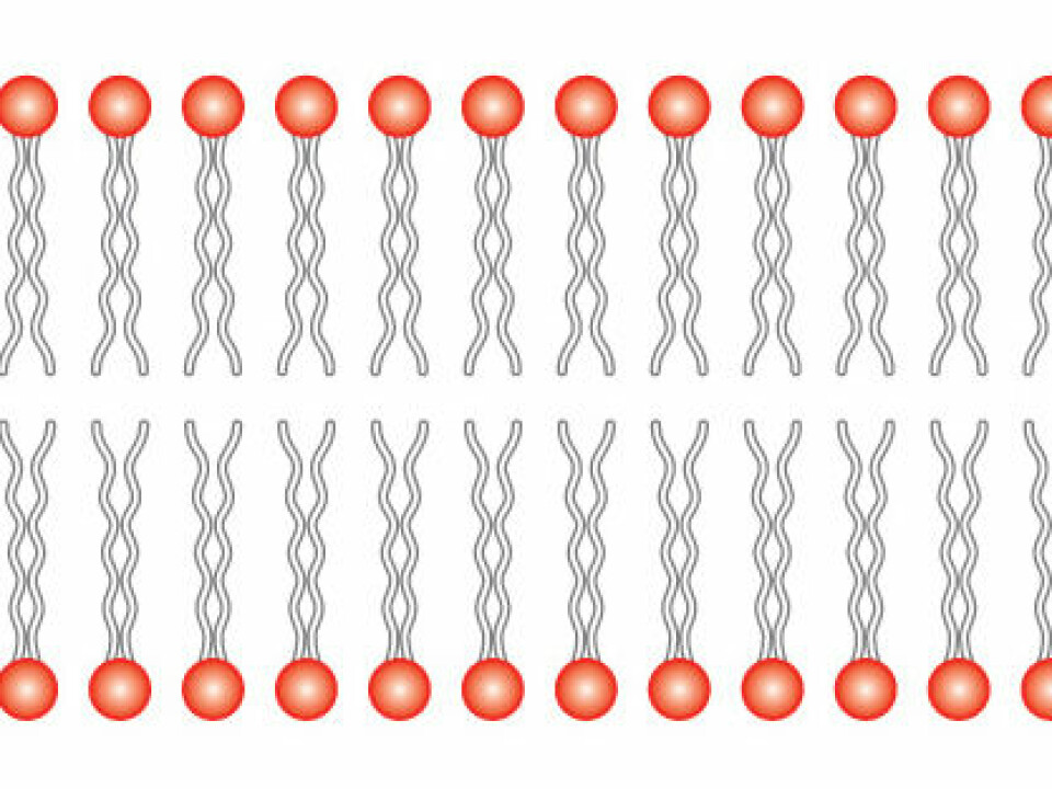 Cross section of a cell membrane. The cell membrane consists of a lipid bilayer; a double layer of lipids with their tails turned towards one another. The lipids differ and some belong to the inside of the cell, while others belong to the outside. Small proteins called flippases move the lipids from one side of the cell membrane to the other. (Illustration: Wikimedia Commons)