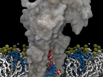 This 3D model shows the transport mechanism of the ATP8A2 flippase. The flippase molecule is the large grey matter and the fat molecule with the blue tail (phosphatidylserine) is moving through it along a canal in the protein. The red and white spheres are water molecules.
The flippase is surrounded by the membrane’s lipid bilayer which, in addition to the phosphatidylserine, consists of the white-tailed lipid phosphatidylcholine, as well as other types of lipids.
The flippase has the same size as the sodium-potassium pump that transports small ions across the membrane. This has made researchers wonder why the flippase isn’t larger, considering that it transports lipids that are many times larger than ions. (Illustration: Anna Lindeløv Vestergaard) This 3D model shows the transport mechanism of the ATP8A2 flippase. The flippase molecule is the large grey matter and the fat molecule with the blue tail (phosphatidylserine) is moving through it along a canal in the protein. The red and white spheres are water molecules.
The flippase is surrounded by the membrane’s lipid bilayer which, in addition to the phosphatidylserine, consists of the white-tailed lipid phosphatidylcholine, as well as other types of lipids.
The flippase has the same size as the sodium-potassium pump that transports small ions across the membrane. This has made researchers wonder why the flippase isn’t larger, considering that it transports lipids that are many times larger than ions. (Illustration: Anna Lindeløv Vestergaard)