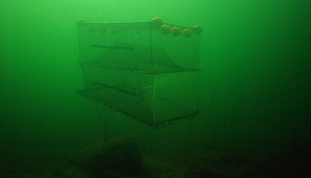 A Swedish study is probably the first in the world to show that artificial light can be used for fishing cod. (Photo: Swedish University of Agricultural Sciences) A Swedish study is probably the first in the world to show that artificial light can be used for fishing cod. (Photo: Swedish University of Agricultural Sciences)