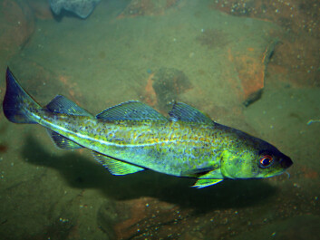 Both humans and seals want Atlantic cod on their menus. (Photo: Peter/flickr) Both humans and seals want Atlantic cod on their menus. (Photo: Peter/flickr)