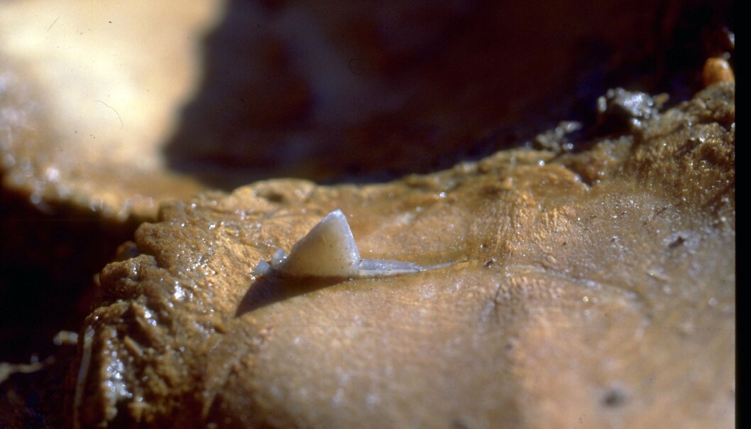 New carbon datings have left archeologists puzzled over who placed elk bones in a bog 11,000 years ago. (Photo: Geert Brovad) New carbon datings have left archeologists puzzled over who placed elk bones in a bog 11,000 years ago. (Photo: Geert Brovad)