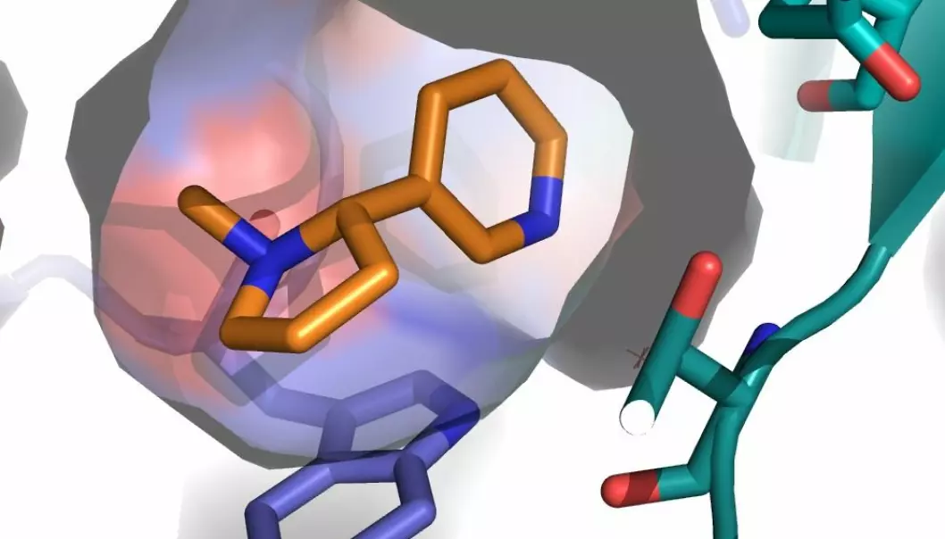 An example of the 3D receptor model. The orange shape is nicotine, which is attached to the newly discovered binding site. (Graphic: Thomas Balle)