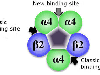 The new binding site was located at the interface between two Alfa4 units. (Graphic: Kasper Harpsøe, the Pharmaceutical Faculty, University of Copenhagen) The new binding site was located at the interface between two Alfa4 units. (Graphic: Kasper Harpsøe, the Pharmaceutical Faculty, University of Copenhagen)