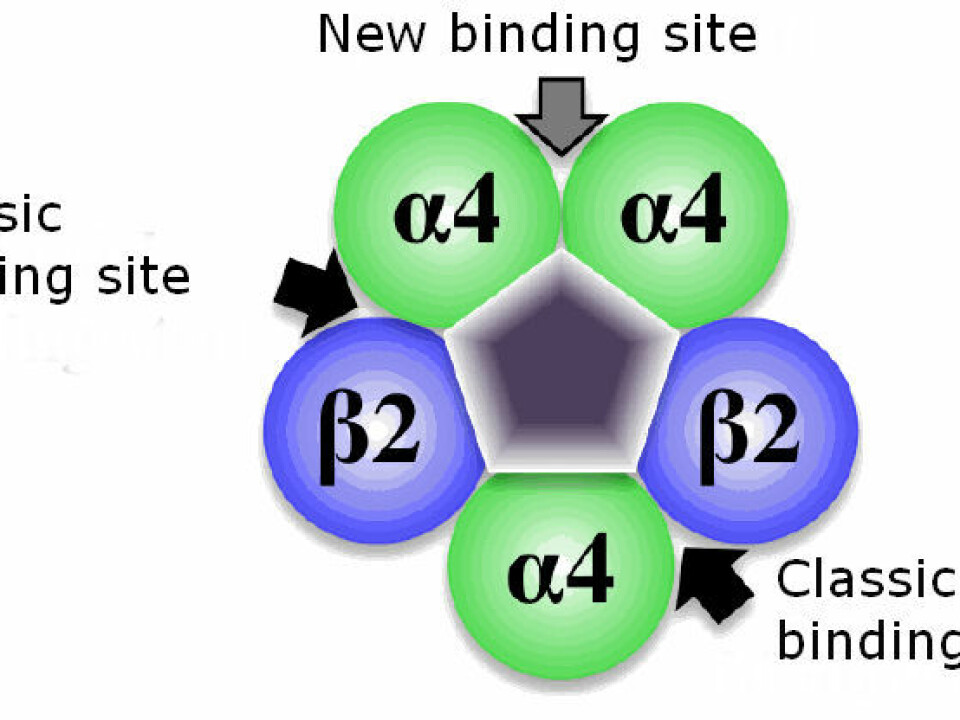 The new binding site was located at the interface between two Alfa4 units. (Graphic: Kasper Harpsøe, the Pharmaceutical Faculty, University of Copenhagen)