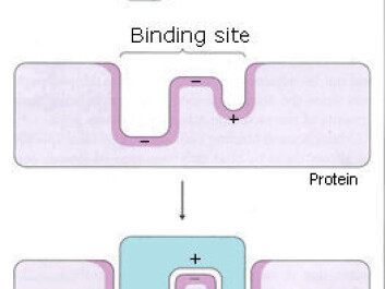 The ligand can be either a collection of molecules or ions. (Photo: Aarhus Akademi) The ligand can be either a collection of molecules or ions. (Photo: Aarhus Akademi)