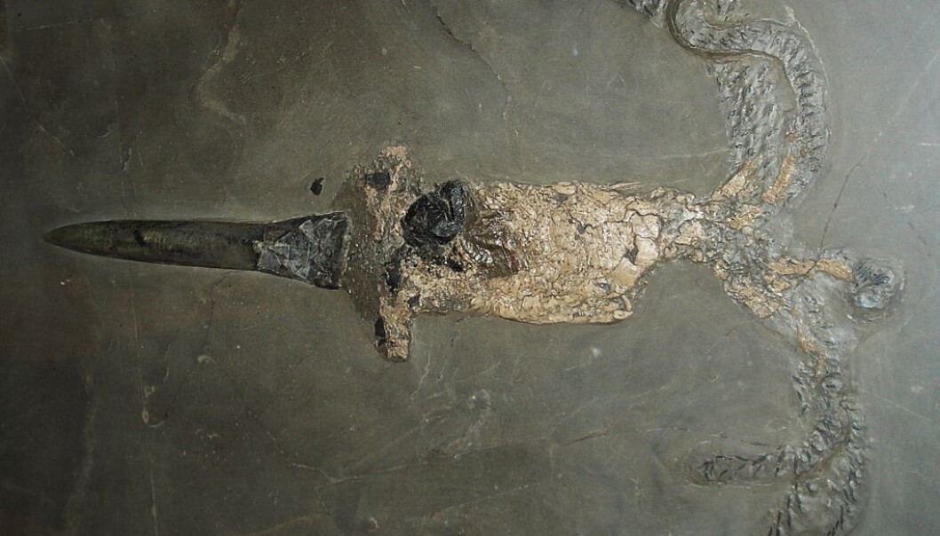 This ancient squid-like animal endured extreme climate changes 183 million years ago. Danish scientists have now found out how it managed to survive. (Photo: Ghedoghedo)
This ancient squid-like animal endured extreme climate changes 183 million years ago. Danish scientists have now found out how it managed to survive. (Photo: Ghedoghedo)