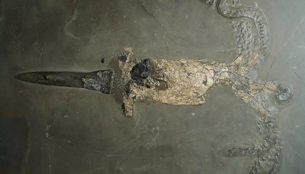 This ancient squid-like animal endured extreme climate changes 183 million years ago. Danish scientists have now found out how it managed to survive. (Photo: Ghedoghedo)