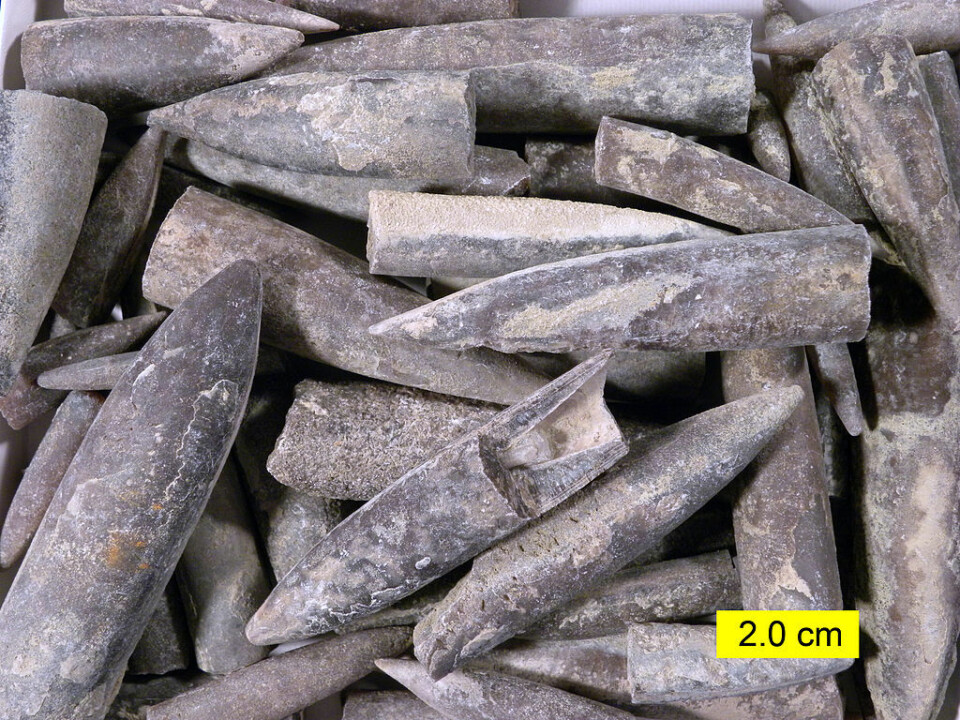 These belemnite fossils lived between 200 and 65 million years ago. The belemnites were up to one metre long, oblong-shaped and resembled squids. The fossils are normally the size of a finger. They are the hard part of the squid-like animal -- perhaps a stabilising organ. They are one of the most common forms of fossils and are often found on the Danish islands of Bornholm, Møn and Anholt, and in Skåne, south Sweden. (Photo: Wilson44691)