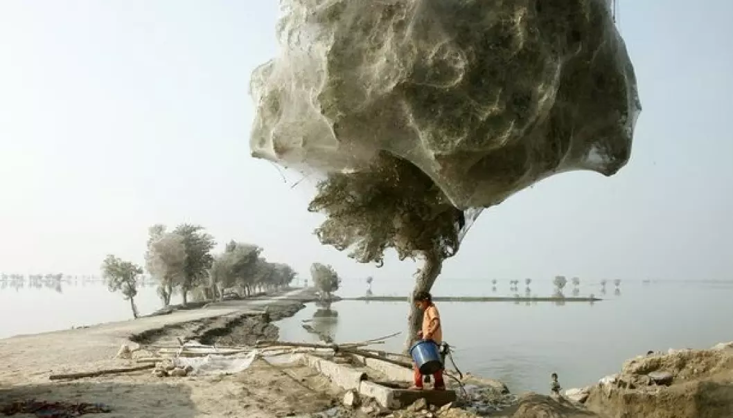 During a flood in Pakistan, millions of spiders sought refuge in trees, shrouding them in webs. (Photo: wenn.com/Scanpix)