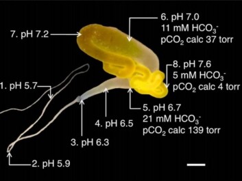 Graphics from a research article showing a major ampulate gland which secretes the compound that becomes silk through a long narrowing duct. Note how the pH gradient drops along the way. (Graphics: Skjerdump/Rising et. al) Graphics from a research article showing a major ampulate gland which secretes the compound that becomes silk through a long narrowing duct. Note how the pH gradient drops along the way. (Graphics: Skjerdump/Rising et. al)