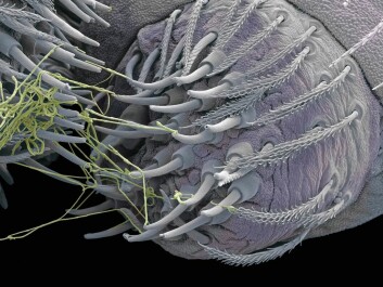 عنکبوت عنکبوتی که از طریق میکروسکوپ الکترونی مشاهده می شود. نخ ابریشم از طریق نطفه های باریک پدیدار می شود و این کارخانه بیولوژیکی موضوعات ابریشم را تولید می کند. (عکس: کتابخانه عکس علمی / Scanpix)