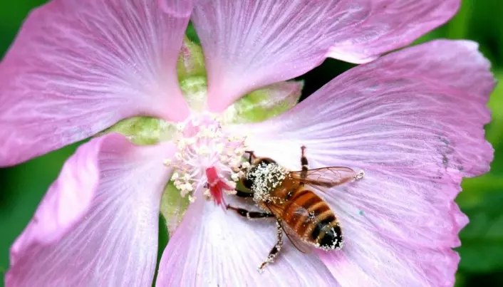 Honeybees appear to be Asian