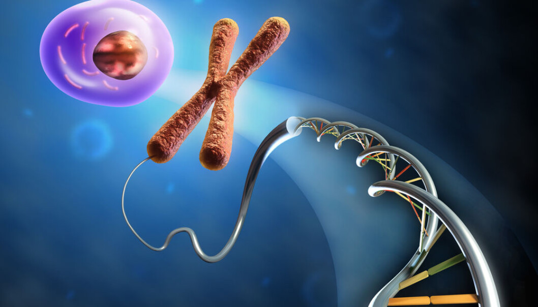 Epigenetics determines whether a cell will develop into a liver cell, a skin cell or one of the other 220 other cell types. Danish scientists have mapped the mechanism controlling this and by doing so solving a decade long question within molecular biology. (Photo: <a href="http://www.shutterstock.com/da/pic-99888455/stock-photo-illustration-showing-the-formation-of-an-animal-cell-from-dna-and-chromosomes-digital-illustration.html?src=iQdMzGLno0Xwb73tJVmXqA-1-38" target="_blank">Shutterstock</a>) Epigenetics determines whether a cell will develop into a liver cell, a skin cell or one of the other 220 other cell types. Danish scientists have mapped the mechanism controlling this and by doing so solving a decade long question within molecular biology. (Photo: <a href="http://www.shutterstock.com/da/pic-99888455/stock-photo-illustration-showing-the-formation-of-an-animal-cell-from-dna-and-chromosomes-digital-illustration.html?src=iQdMzGLno0Xwb73tJVmXqA-1-38" target="_blank">Shutterstock</a>)