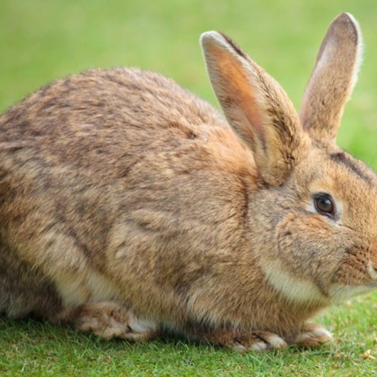 How the wild rabbit was domesticated