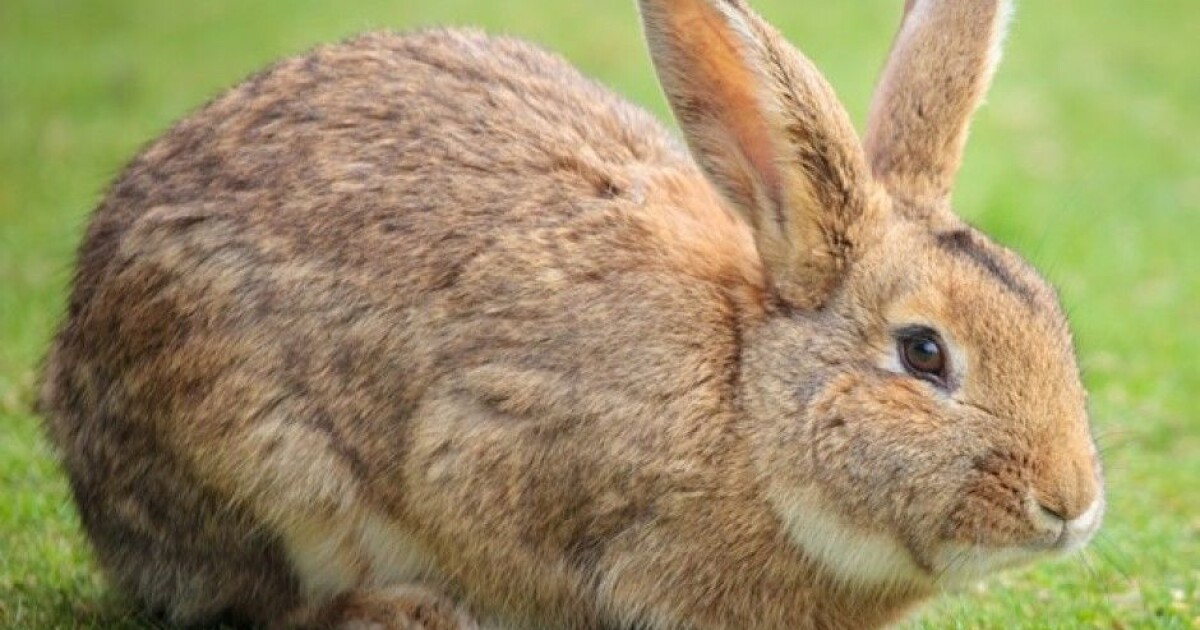 How the wild rabbit was domesticated