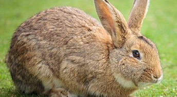 How the wild rabbit was domesticated