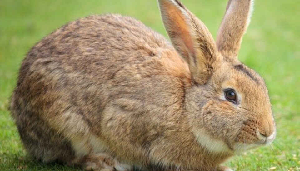 Researchers have examined the genes of both wild and tame rabbits. The difference does not lie in the genes they carry, but in how the genes are regulated. (Photo: Colourbox)
