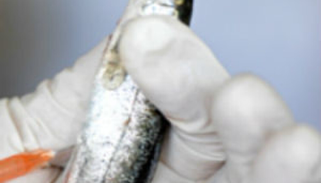 A fish being vaccinated. A Danish scientist is hoping to create better and safer fish vaccines. (Photo: Ctorrear/Fundacion Ciencia Para la Vida) A fish being vaccinated. A Danish scientist is hoping to create better and safer fish vaccines. (Photo: Ctorrear/Fundacion Ciencia Para la Vida)