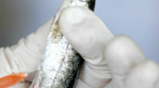 Human vaccines to aid farmed fish