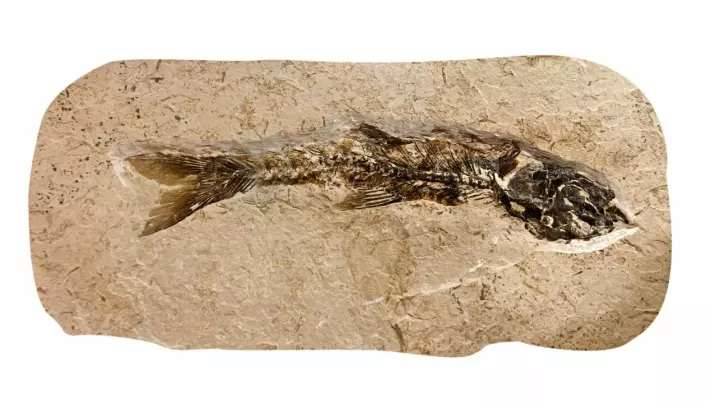 Testing the fossil record