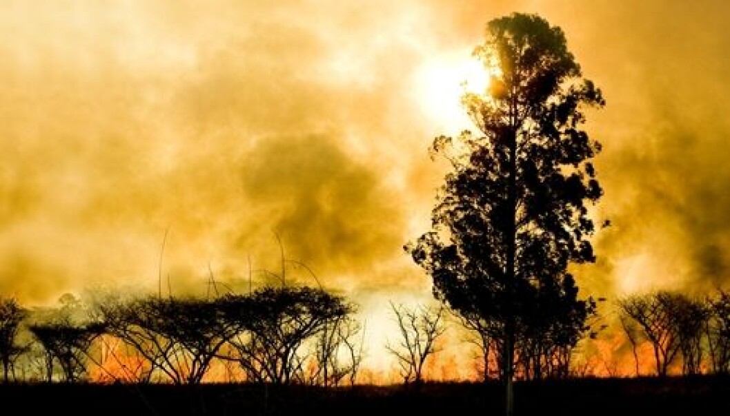 Forest fires contribute to the melting of the ice sheet. New Danish calculations show that there were more fires this year, than ever measured before. (Photo: <a href="http://www.shutterstock.com/pic-38100256/stock-photo-silhouette-of-a-tree-against-burning-bush.html" target="_blank">Shutterstock</a>) Forest fires contribute to the melting of the ice sheet. New Danish calculations show that there were more fires this year, than ever measured before. (Photo: <a href="http://www.shutterstock.com/pic-38100256/stock-photo-silhouette-of-a-tree-against-burning-bush.html" target="_blank">Shutterstock</a>)