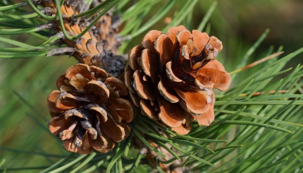 Pine tree resin can be one of the new materials that can help recycle lithium, an key element in many batteries which could in a few years be in short supply. (Photo: Karsten Schnack, Scanpix) Pine tree resin can be one of the new materials that can help recycle lithium, an key element in many batteries which could in a few years be in short supply. (Photo: Karsten Schnack, Scanpix)