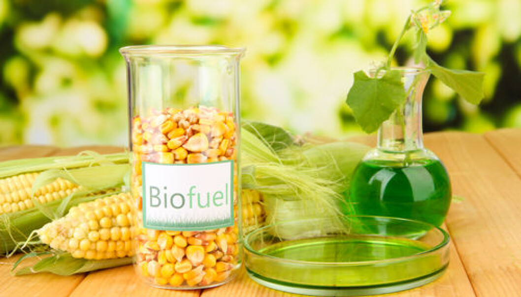 Most biofuel is produced from maize. Scientists have recently discovered how to produce biofuel from maize faster and cheaper. (Photo: <a href="http://www.shutterstock.com/dl2_lim.mhtml?id=164005082&size=small_jpg&src=xWc3NTMhLwjmL_1xzniUng-1-4" target="_blank">Shutterstock</a>) Most biofuel is produced from maize. Scientists have recently discovered how to produce biofuel from maize faster and cheaper. (Photo: <a href="http://www.shutterstock.com/dl2_lim.mhtml?id=164005082&size=small_jpg&src=xWc3NTMhLwjmL_1xzniUng-1-4" target="_blank">Shutterstock</a>)