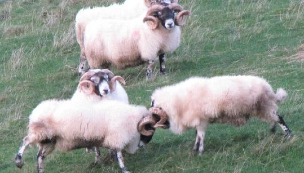 Shock-absorbing mechanisms in their head and spine mean that rams can withstand the repeated head-to-head impacts. (Photo: qyphon) Shock-absorbing mechanisms in their head and spine mean that rams can withstand the repeated head-to-head impacts. (Photo: qyphon)