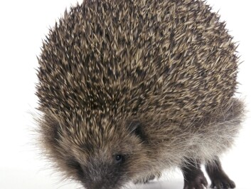 Hedgehogs’ spines not only jab predators – they also function as shock absorbers if the hedgehog falls from a height. (Photo: Colourbox) Hedgehogs’ spines not only jab predators – they also function as shock absorbers if the hedgehog falls from a height. (Photo: Colourbox)
