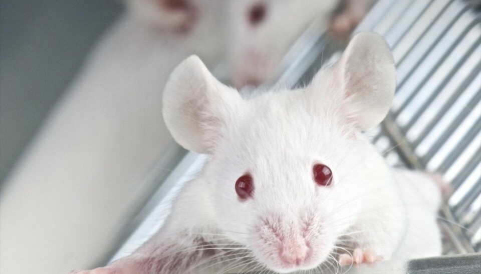 Lab mice will be spared a painful death when chemical analyses replace traditional animal testing. (Photo: Microstock)