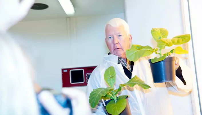 From genetically modified tobacco plants to medicine for Ebola