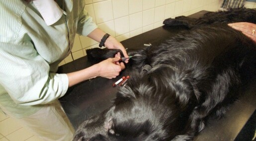 Quicker lymphoma test for dogs