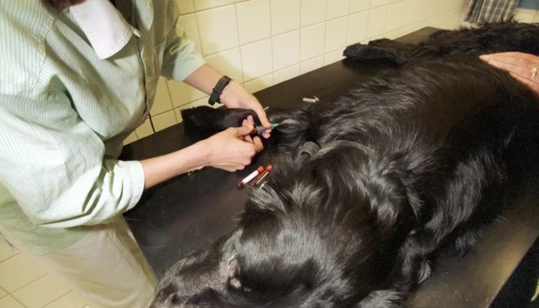It takes just a day for a new test method to determine whether a dog has lymph cancer. (Illustrative photo: Sigmund Krøvel-Velle, Samfoto)