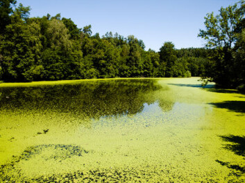 The leakage of fertiliser from farms provide nutrition for algae, which uses all the oxygen and by this kills all other life forms in the water (Photo: <a href="http://www.shutterstock.com/da/pic-214413763/stock-photo-green-algae-lake.html?src=o0G_u3hBjxdiJbOAOWeZLQ-1-5" target="_blank">Shutterstock</a>) The leakage of fertiliser from farms provide nutrition for algae, which uses all the oxygen and by this kills all other life forms in the water (Photo: <a href="http://www.shutterstock.com/da/pic-214413763/stock-photo-green-algae-lake.html?src=o0G_u3hBjxdiJbOAOWeZLQ-1-5" target="_blank">Shutterstock</a>)