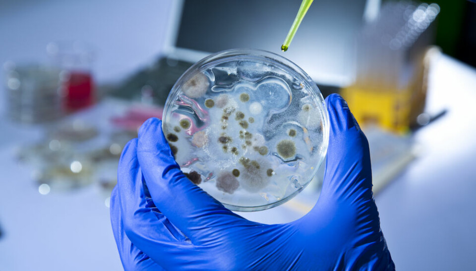 Danish scientists have unlocked a bacteria mystery. 'These discoveries are two extremely important pieces in the huge chronic infection puzzle,' says Professor Bjarnsholt who led the new study. (Photo: Shutterstock)