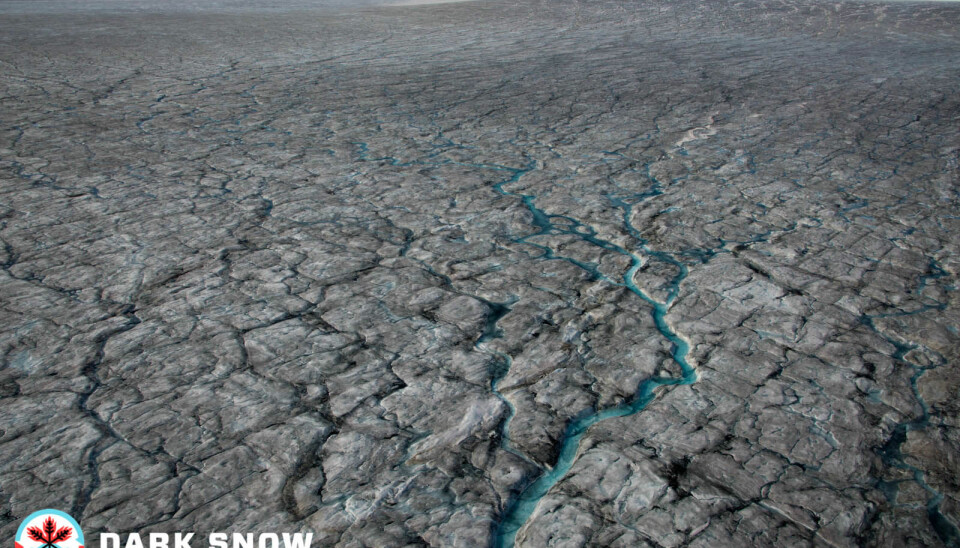 The dark colour makes the ice melt faster than usual. Here, small blue rivers have been formed. (Photo: Dark Snow Project)