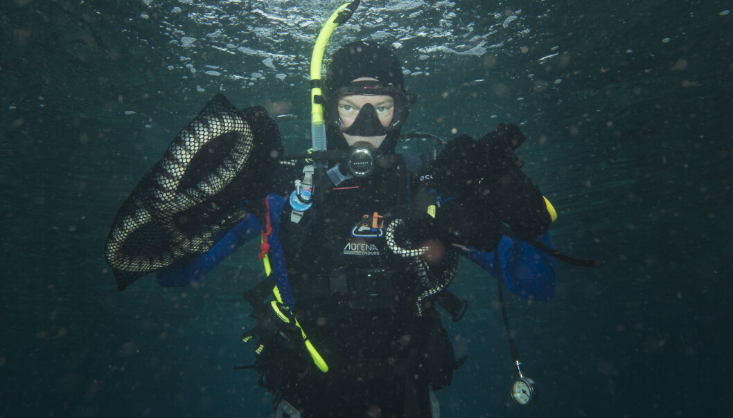 Danish biologist Arne Redsted Rasmussen has spent 30 years studying the world's most venomous sea snakes in an effort to help save lives. (Photo: Erik Frausing) Danish biologist Arne Redsted Rasmussen has spent 30 years studying the world's most venomous sea snakes in an effort to help save lives. (Photo: Erik Frausing)