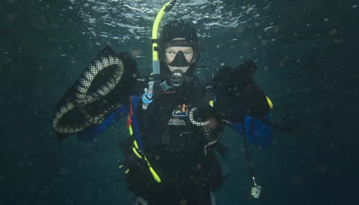 Danish biologist catches sea snakes with his bare hands