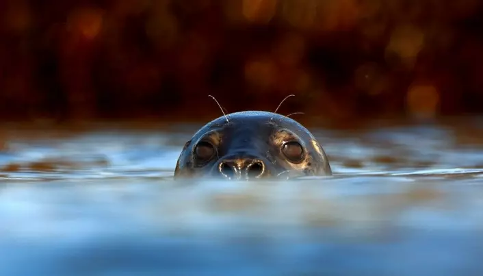 Spying on seals with videocams and sensors
