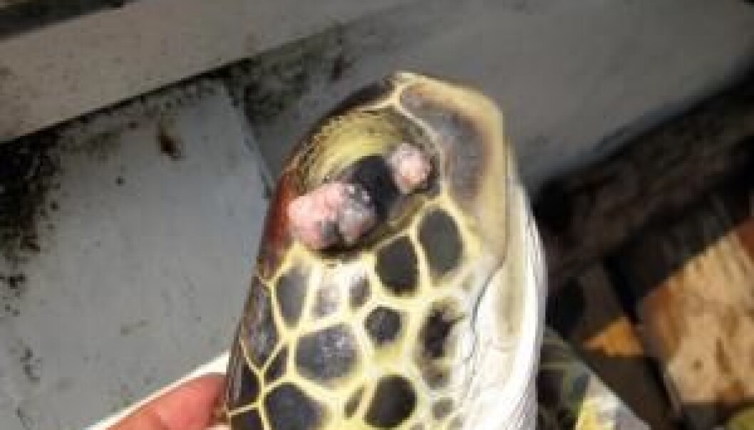 This sea turtle has developed tumours in the eye. It is known that the herpes virus is one of the reasons that turtles develop tumours. A new study shows that many sea turtles without tumours carry the herpes virus latent. (Photo: Alonzo Alfaro-Núñez). This sea turtle has developed tumours in the eye. It is known that the herpes virus is one of the reasons that turtles develop tumours. A new study shows that many sea turtles without tumours carry the herpes virus latent. (Photo: Alonzo Alfaro-Núñez).
