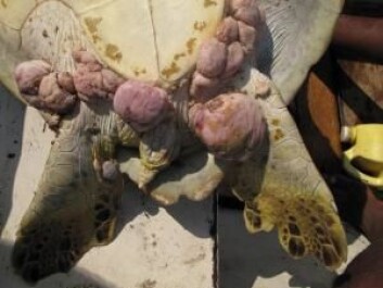 This turtle is suffering severely from tumours around the tail and hind legs. (Photo: Alonzo Alfaro-Núñez) This turtle is suffering severely from tumours around the tail and hind legs. (Photo: Alonzo Alfaro-Núñez)