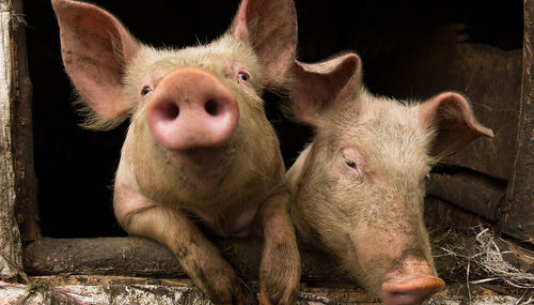 Denmark produces many millions of pigs for slaughter every year. If scientists can succeed in preventing the formation of ammonia in the pig manure, considerable environmental problems can be solved. (Photo: Shutterstock) Denmark produces many millions of pigs for slaughter every year. If scientists can succeed in preventing the formation of ammonia in the pig manure, considerable environmental problems can be solved. (Photo: Shutterstock)