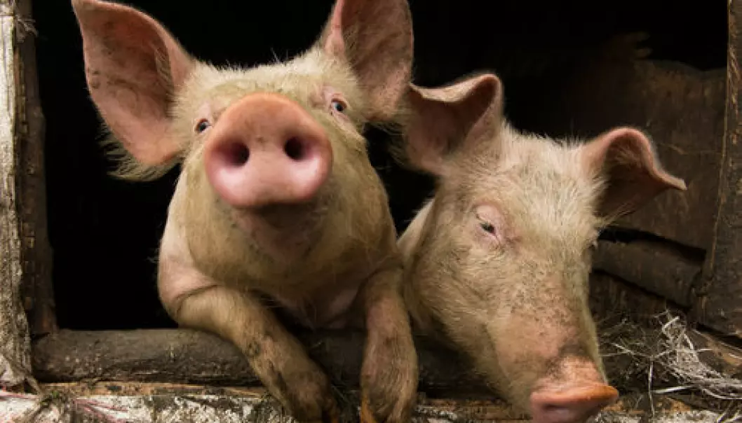 Denmark produces many millions of pigs for slaughter every year. If scientists can succeed in preventing the formation of ammonia in the pig manure, considerable environmental problems can be solved. (Photo: Shutterstock)