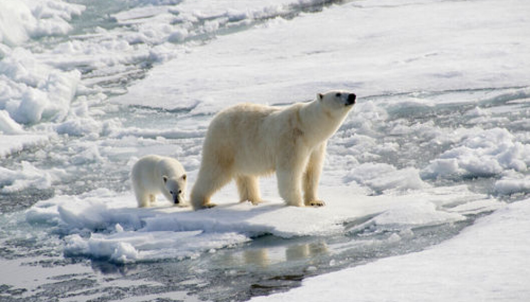 Polar bears are at the top of the food chain. Therefore, they accumulate a large amount of mercury through their food. A new study shows that bacteria can remove some of the mercury that might otherwise have ended up in the polar bears. (Photo: <a href="http://www.shutterstock.com/pic-107082284/stock-photo-polar-bear-and-cub-hunting-seals.html?src=hPhzg9AY17FqhP5yLLmaoQ-1-9" target="_blank">Shutterstock</a>) Polar bears are at the top of the food chain. Therefore, they accumulate a large amount of mercury through their food. A new study shows that bacteria can remove some of the mercury that might otherwise have ended up in the polar bears. (Photo: <a href="http://www.shutterstock.com/pic-107082284/stock-photo-polar-bear-and-cub-hunting-seals.html?src=hPhzg9AY17FqhP5yLLmaoQ-1-9" target="_blank">Shutterstock</a>)