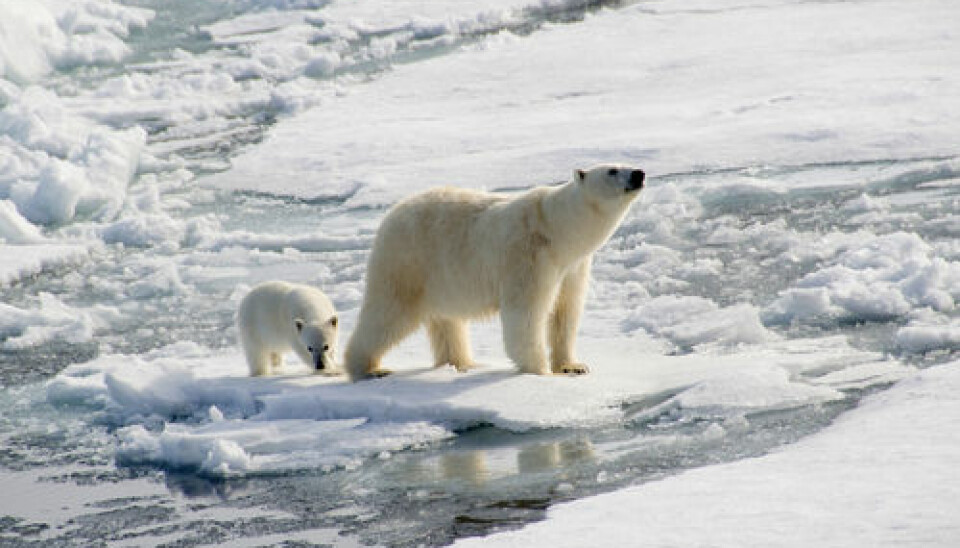 Polar bears are at the top of the food chain. Therefore, they accumulate a large amount of mercury through their food. A new study shows that bacteria can remove some of the mercury that might otherwise have ended up in the polar bears. (Photo: Shutterstock)