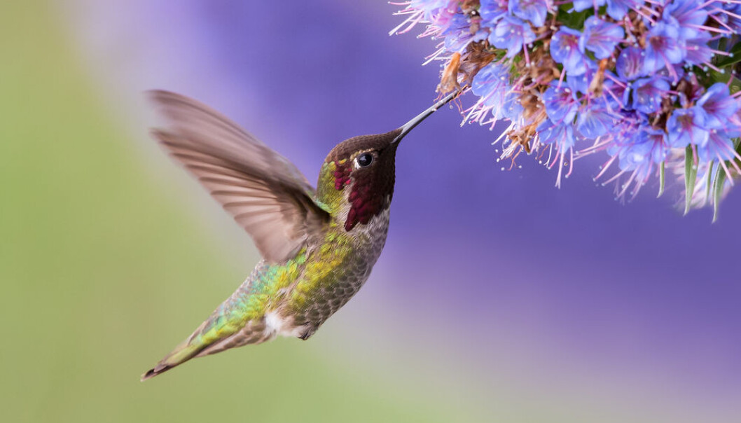 It takes much more than wings to fly. Muscles, lungs, and the metabolism had to be reinvented before the ancestors of modern birds could take off. (Photo: Shutterstock) It takes much more than wings to fly. Muscles, lungs, and the metabolism had to be reinvented before the ancestors of modern birds could take off. (Photo: Shutterstock)